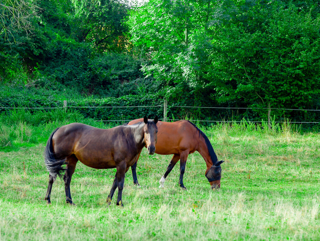 Image: _JA 40789 Pferde auf der Weide von WH und S.jpg